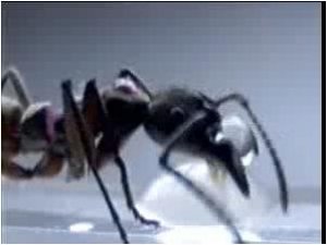 Mravce - tajná sila prírody VHS aj DVD