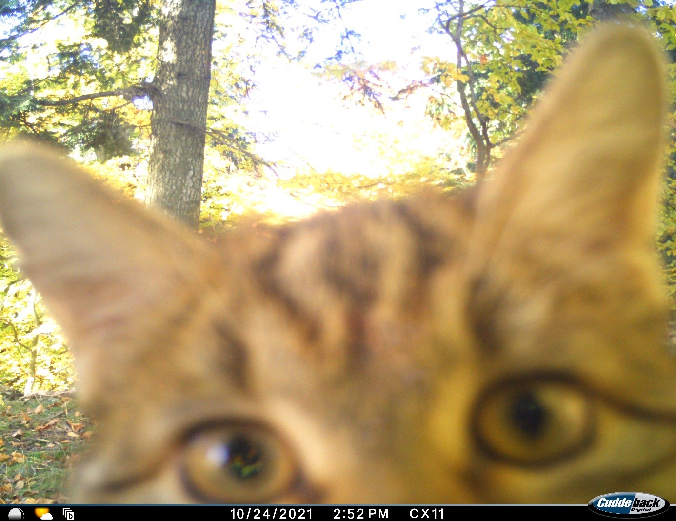 mačka divá pozerá do fotoaparátu